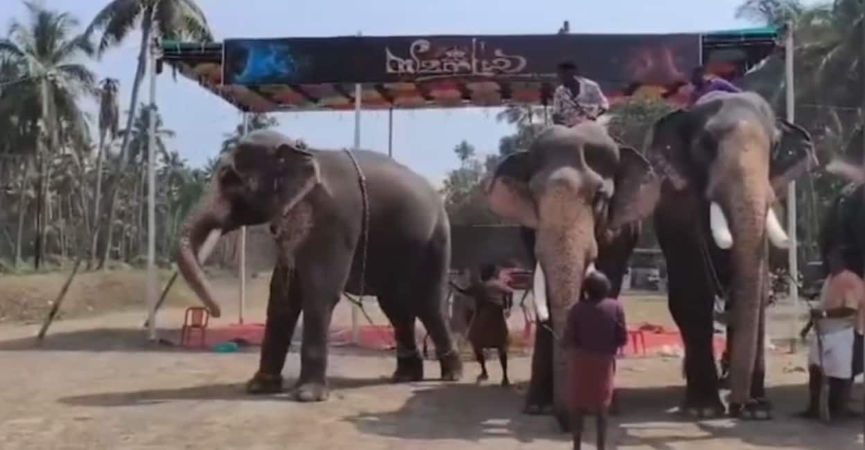 A screengrab showing Cherpulassery Ananthapadmanabhan (L) pushing away its mahout (not in picture) during the 'thalappokkam' (head-lifting) contest in Guruvayur. Photo: Special arrangement