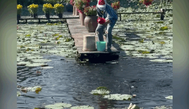 School of snakehead fish leap from water in rare spectacle
