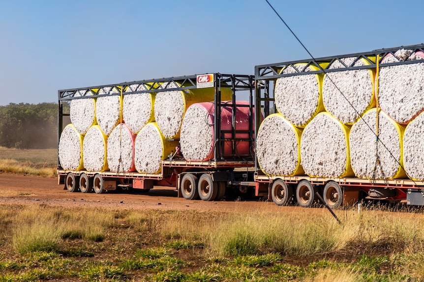 White fluffy buds of cotton grows on small branches and is packaged up in a truck for export.