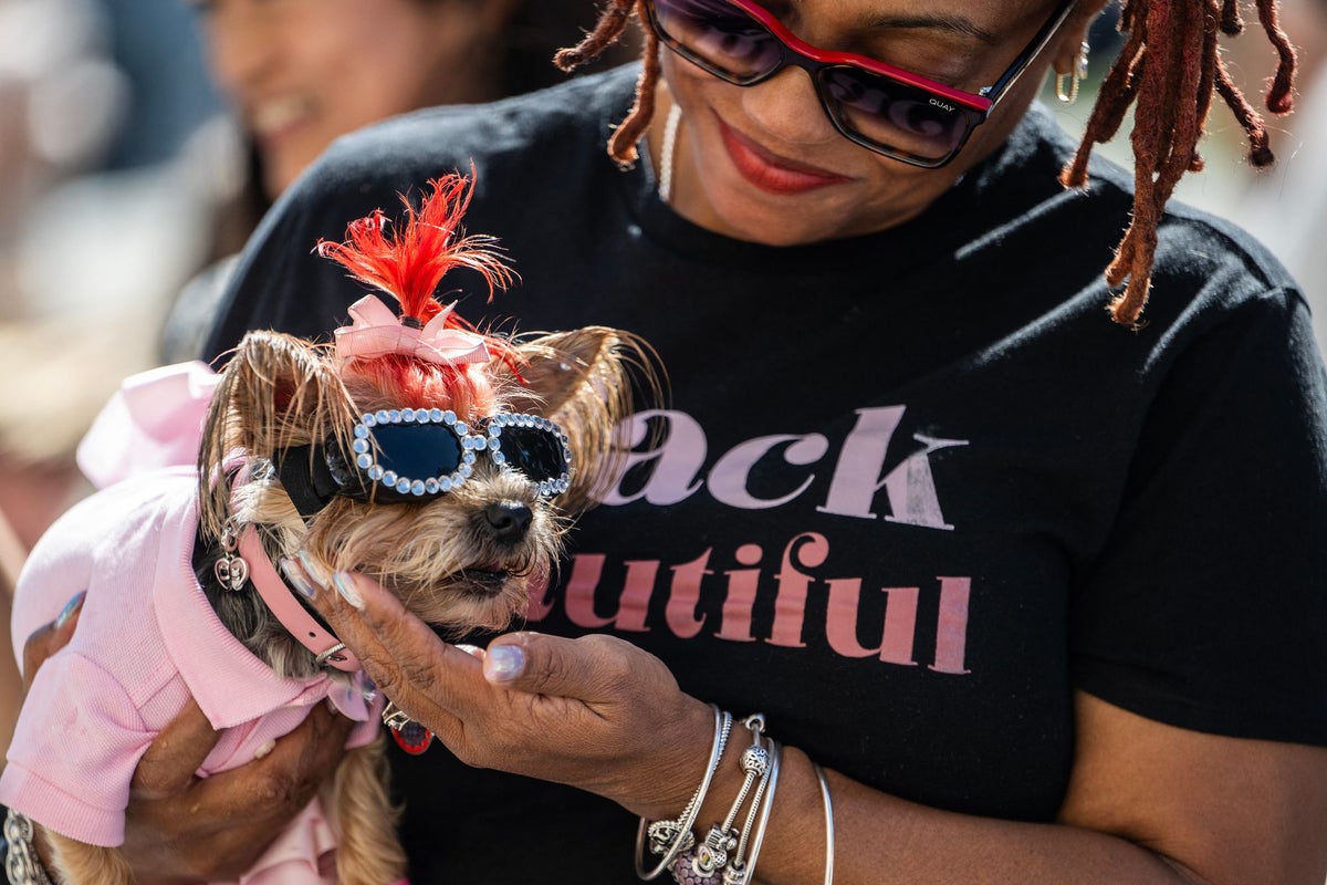 Your dog’s gut health could determine how long they survive after cancer treatment