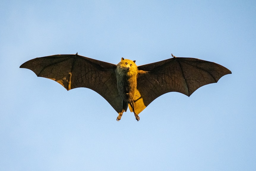 A flying fox flies against a blue sky in golden evening light.