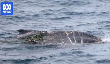 Rescuers race to find entangled whale last seen near Wilsons Promontory
