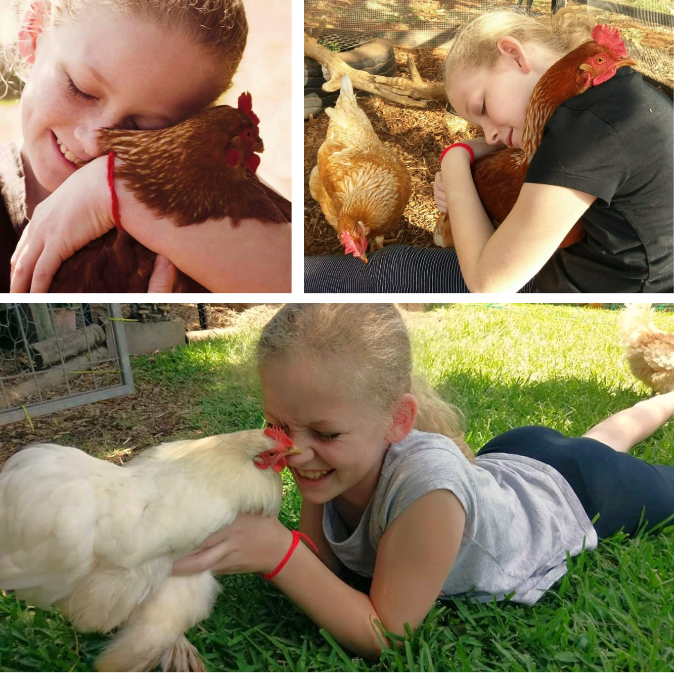 Three images showing a young child cuddling chickens.