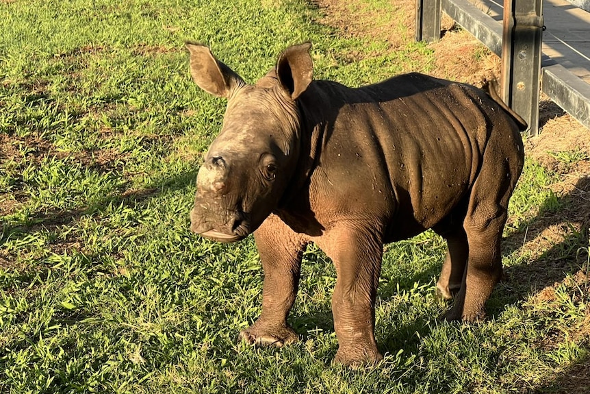 A brown rhino stands on grass looking away from the camera. 