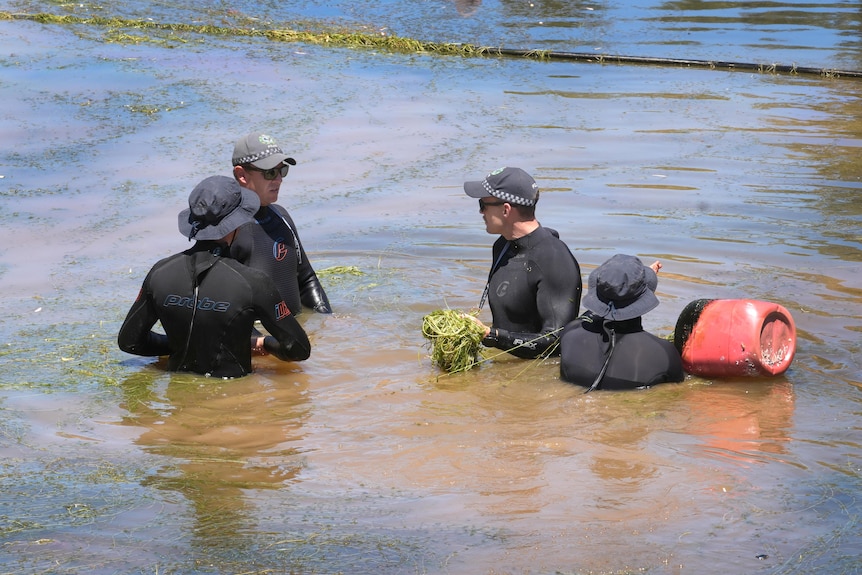 Police divers searching through vegetation in a dam on a Yunta property where four-year-old Gus went missing.