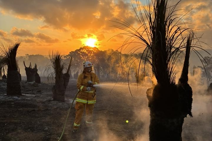 A firefighter in yellow coveralls and a helmet sprays a bush as the sun sets in clouds behind the firefighter.