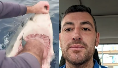 Fisherman gets up close and personal with four-metre great white shark off Victoria coast