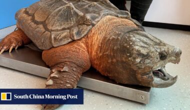 Call for tougher animal welfare laws after invasive turtle found in Hong Kong