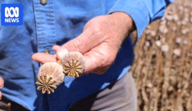 Hundreds of 'toxic' poppies stolen from Victorian farm triggers health department alert