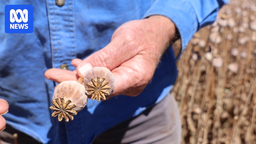 Hundreds of 'toxic' poppies stolen from Victorian farm triggers health department alert
