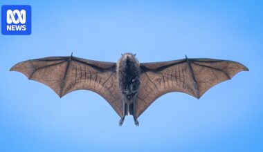 Rare photo captures Christmas Island flying fox ferrying pup