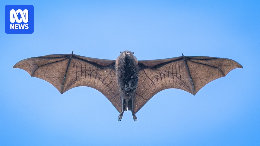Rare photo captures Christmas Island flying fox ferrying pup