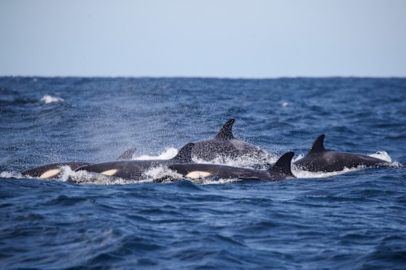 Orcas off Sydney’s northern beaches. The species is known to prey upon juvenile humpback whales.