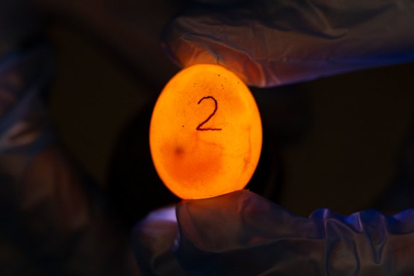A Manning River turtle egg at Aussie Ark within the Australian Reptile Park on the Central Coast of NSW. The endangered turtles are being bred in captivity, which has never been done before, to be released back into the wild. 