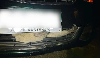 Incredible discovery in front of car after late-night collision on Aussie road: 'Quite a headache'