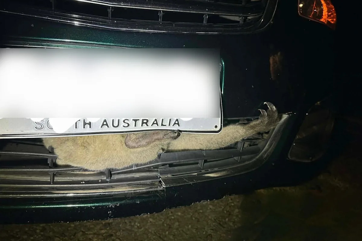 Incredible discovery in front of car after late-night collision on Aussie road: 'Quite a headache'
