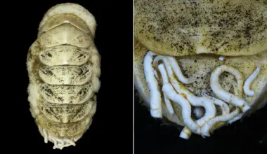 This weird deep-sea creature was named by thousands of people online