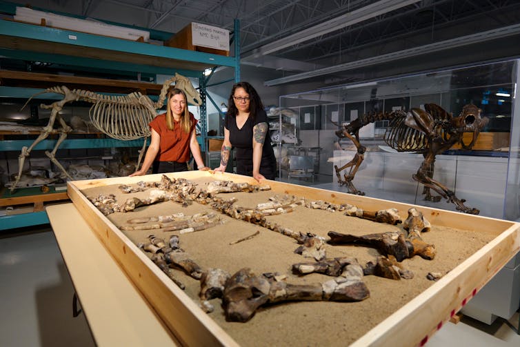 a table with the skeletal remains of an animal laid out. Two women stand at the end of the table facing the camera