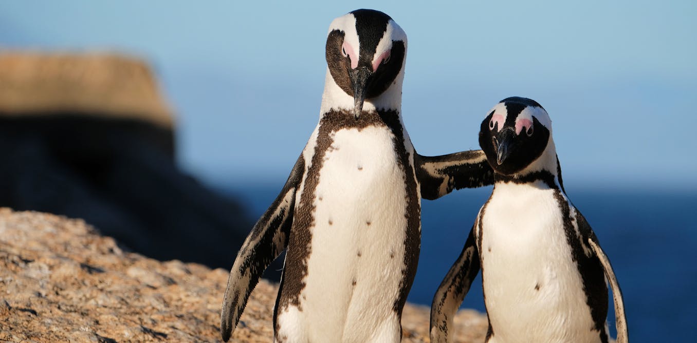 Can African penguins be brought back from the brink? Better designed no-fishing zones could help