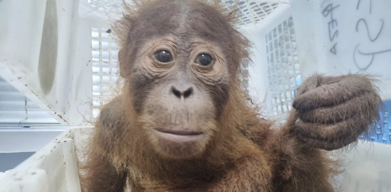 New technologies are stepping up the global fight against wildlife trafficking