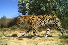 A leopard walks across a sandy area with a tree in the background
