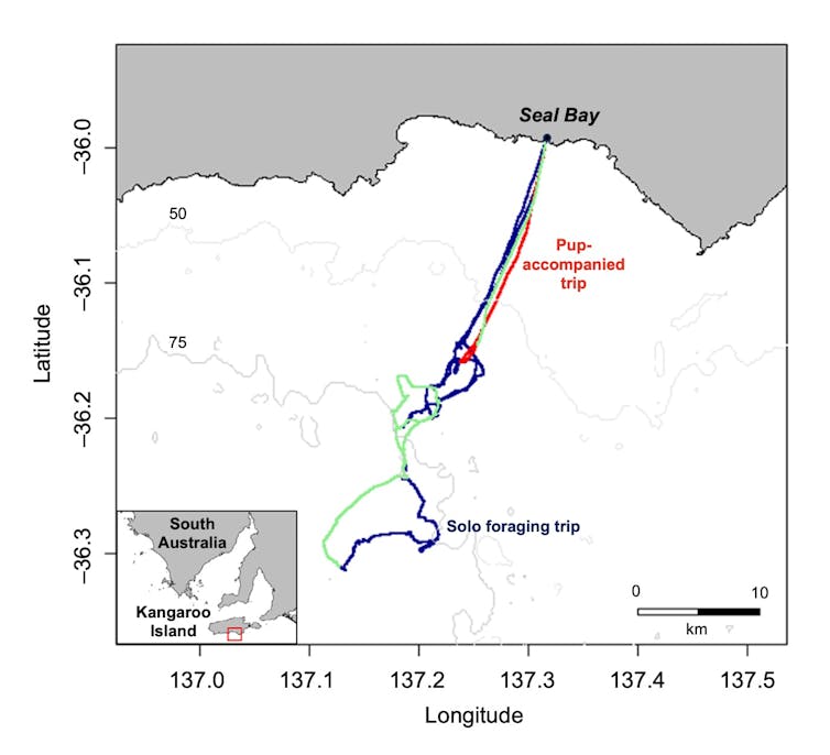 Map of Seal Bay showing sea lion travel route