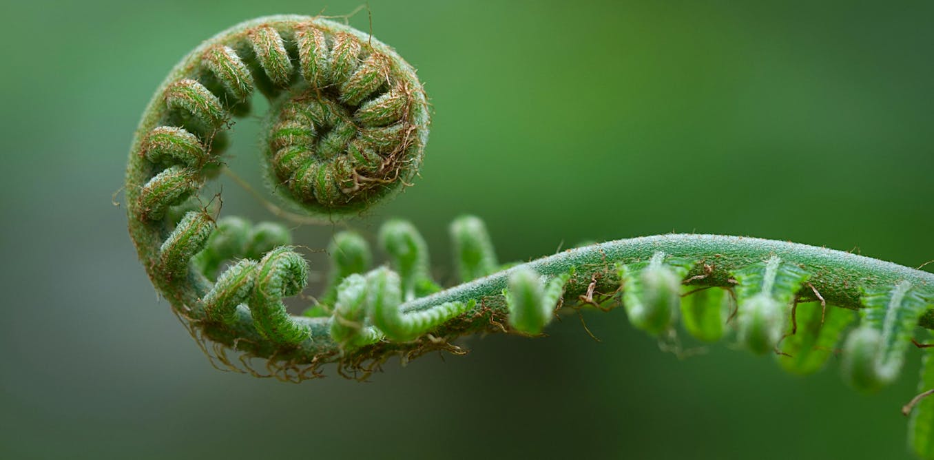 How Indigenous ideas about non-linear time can help us navigate ecological crises