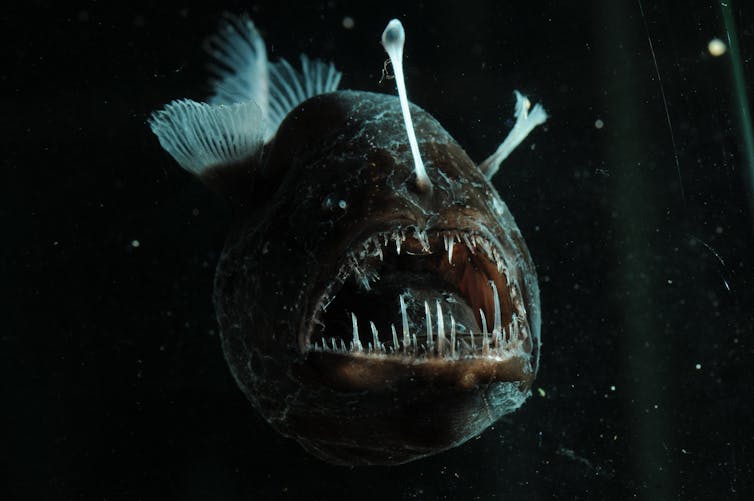 A small black fish with an open mouth and a lure on its head.