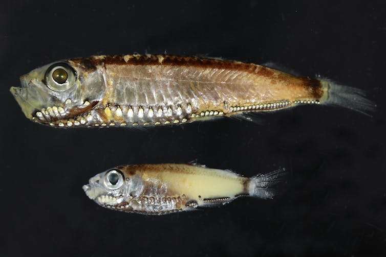 Two small fish against a black background.