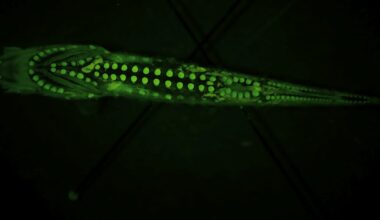 Deep-sea fish larvae rewrite the rules of how eyes can be built