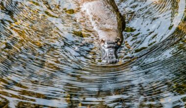 How ‘smart’ rainwater tanks can help keep platypus habitat healthy