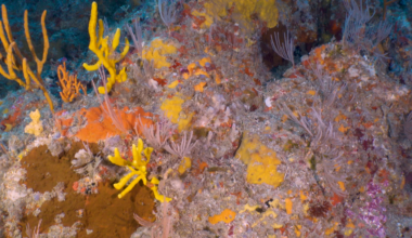 Deeper ocean ecosystems are unique – and uniquely vulnerable without better protection