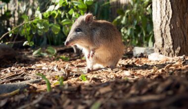 When feral cats are away, potoroos and bandicoots are more likely to play