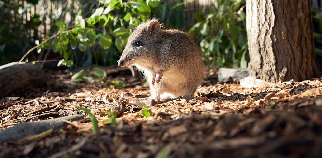 When feral cats are away, potoroos and bandicoots are more likely to play