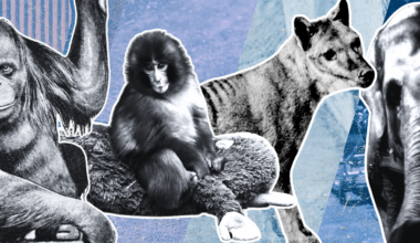 Punch the monkey isn’t the first lonely zoo animal to capture our hearts – or raise troubling questions