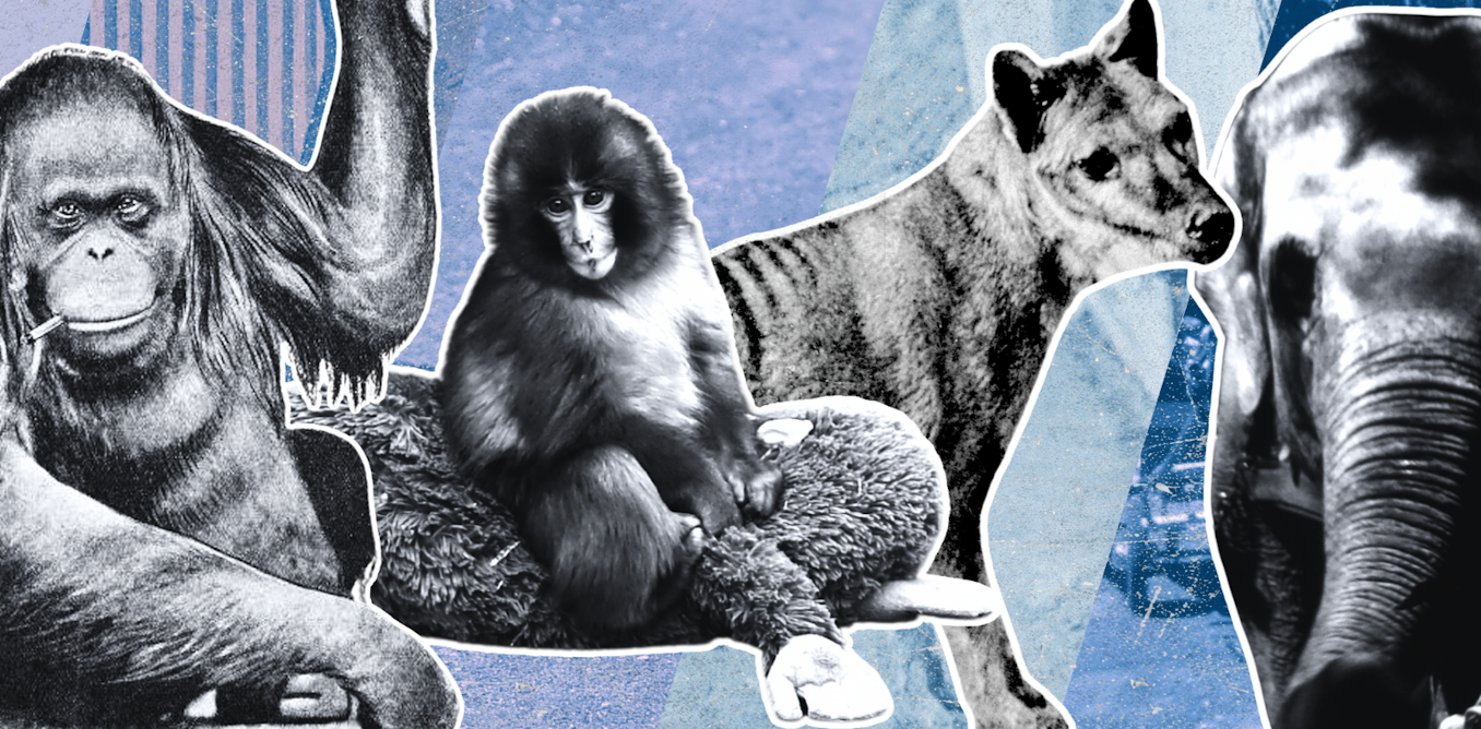 Punch the monkey isn’t the first lonely zoo animal to capture our hearts – or raise troubling questions