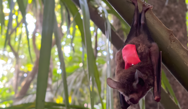 Tiny recording backpacks reveal bats’ surprising hunting strategy