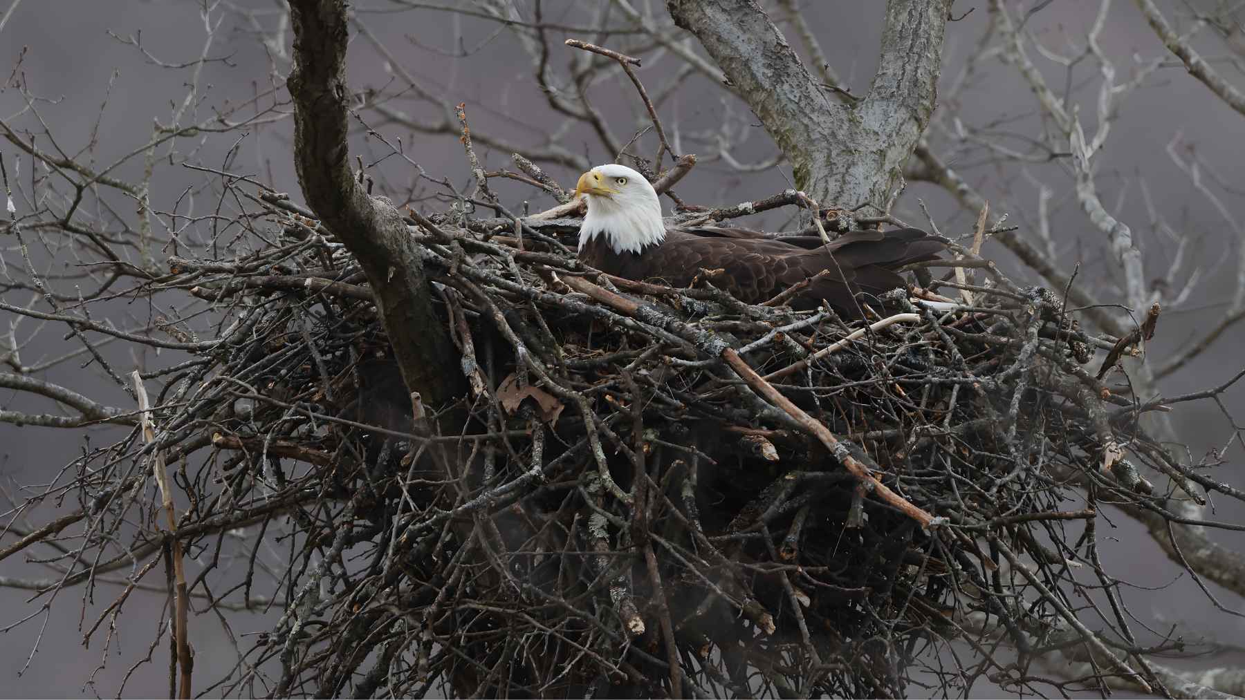 Bald eagle overlooking a five acre farm lake that evolved into a diverse wildlife sanctuary.