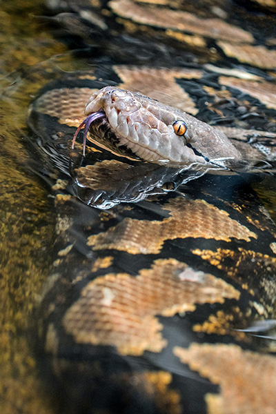general-example-of-a-reticulated-python-showing-how-they-are-comfortable-in-semi-aquatic-habitat