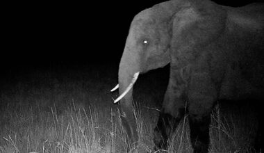 Nat Geo prepares premiere of new Werner Herzog docufilm Ghost Elephants | News