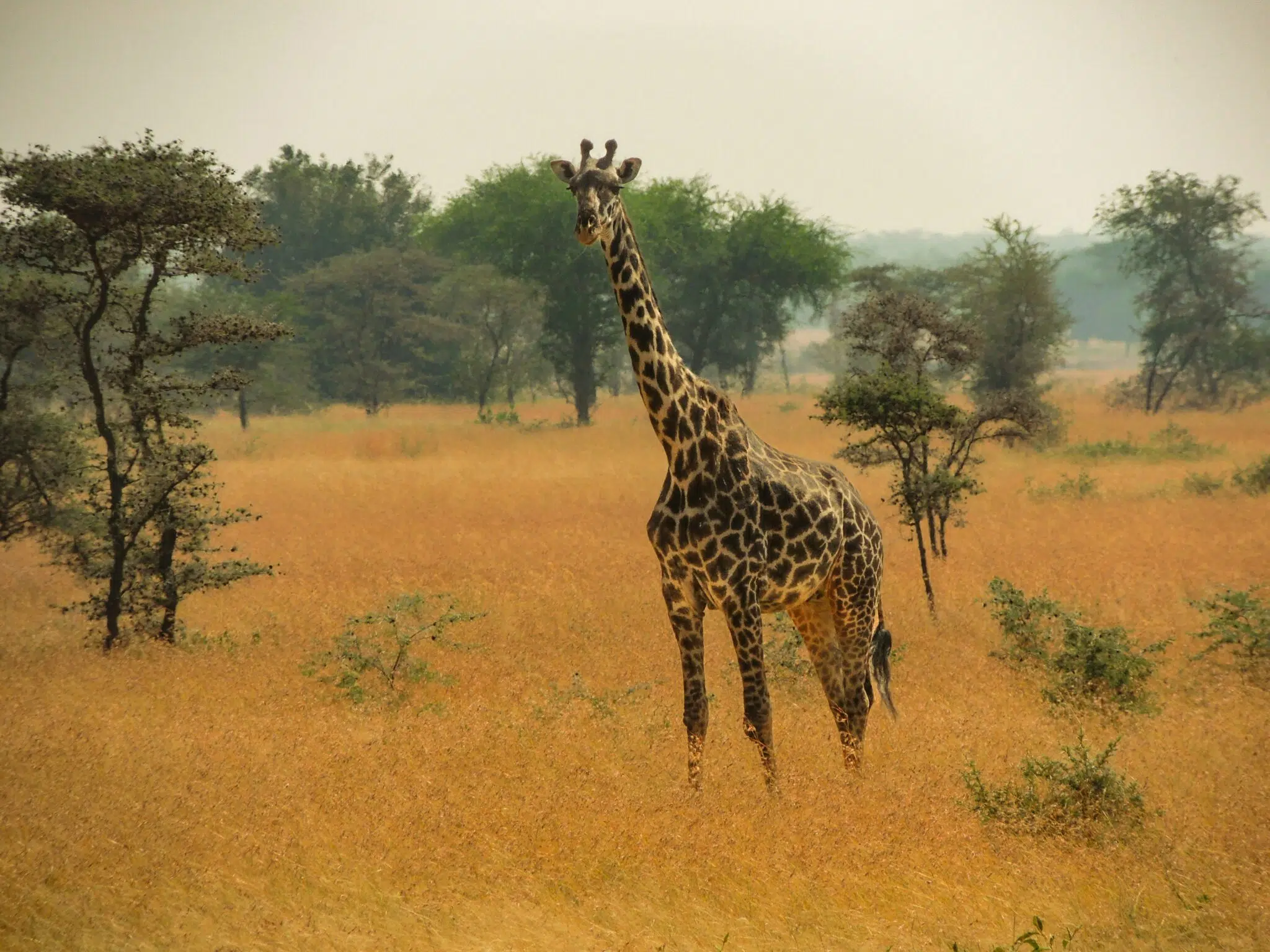 A giraffe standing in the middle of a field