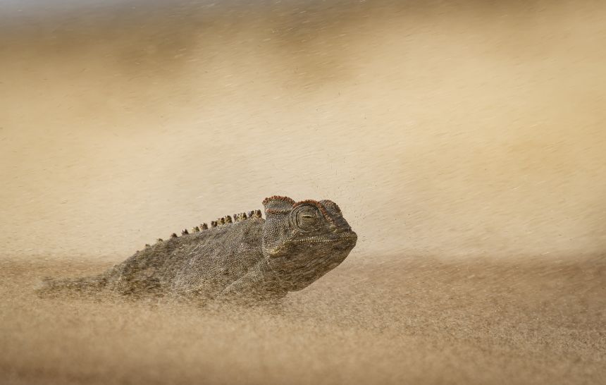 A Namaqua chameleon endures a sandstorm in the Namib Desert, Namibia, in Dewald Tromp's photograph, which was honored by the World Nature Photography Awards.