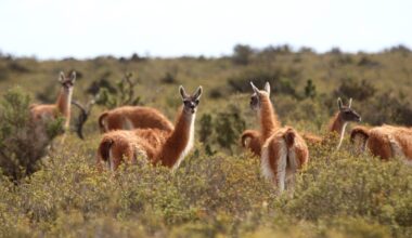 Guanacos’ return to Gran Chaco restirs debate around wildlife translocations