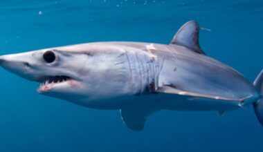 Australia heads world table for fatal shark attacks