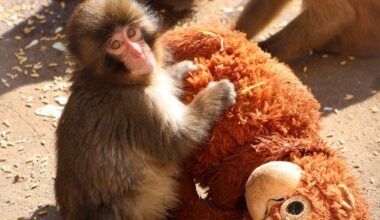 A rejected monkey finding comfort in a stuffed toy is the internet's new favourite animal at Ichikawa City Zoo