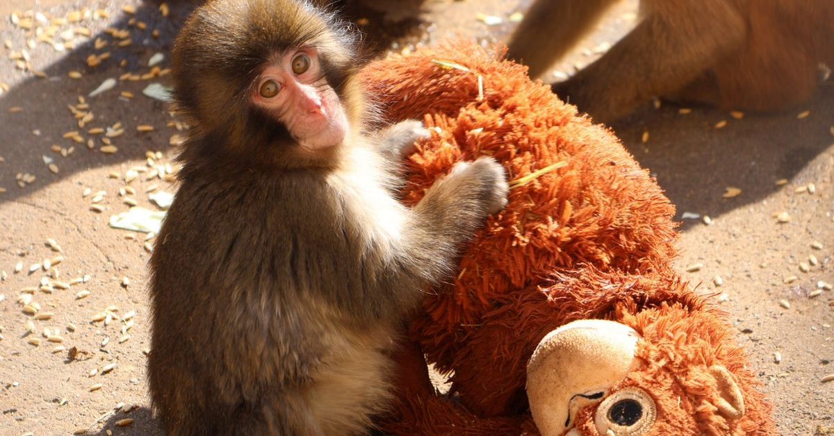 A rejected monkey finding comfort in a stuffed toy is the internet's new favourite animal at Ichikawa City Zoo