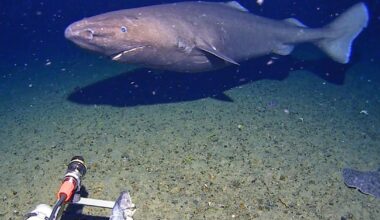 Australian researchers capture vision of shark in near-freezing water