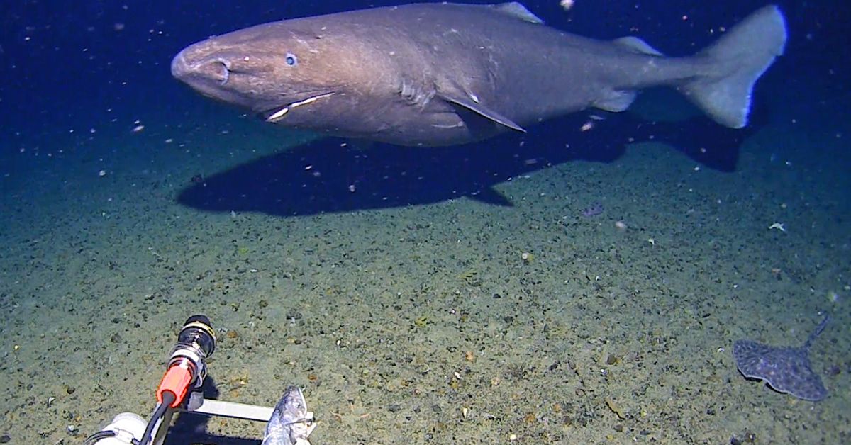 Australian researchers capture vision of shark in near-freezing water