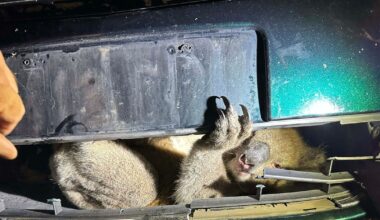 Incredible rescue of koala from grill of car in Adelaide's southern suburbs