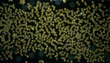 Tiny Robot Swarms Lift Objects 45,000 Times Their Weight